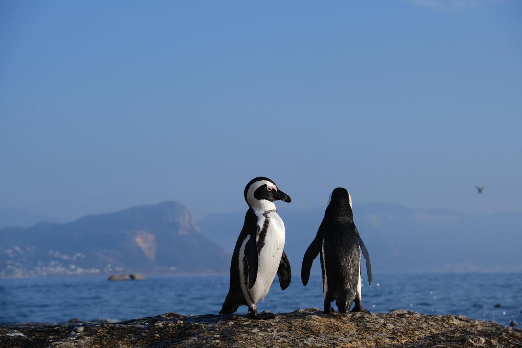Penguin Haven . Luxury 2 Bedroom, Boulders Beach. Kapstaden Exteriör bild