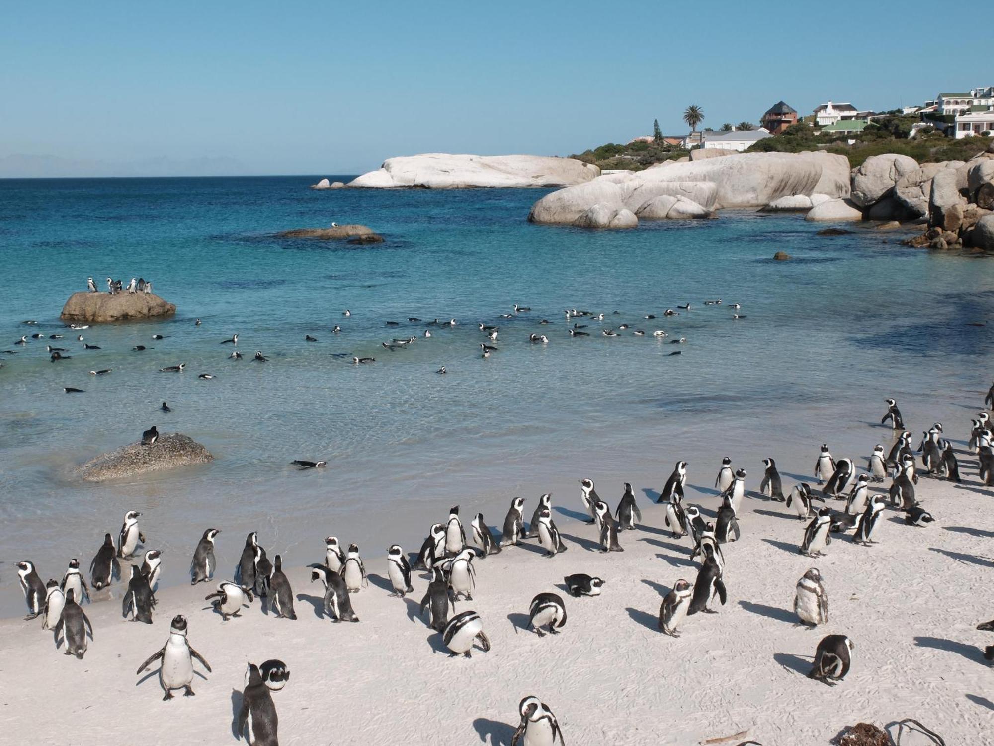 Penguin Haven . Luxury 2 Bedroom, Boulders Beach. Kapstaden Exteriör bild