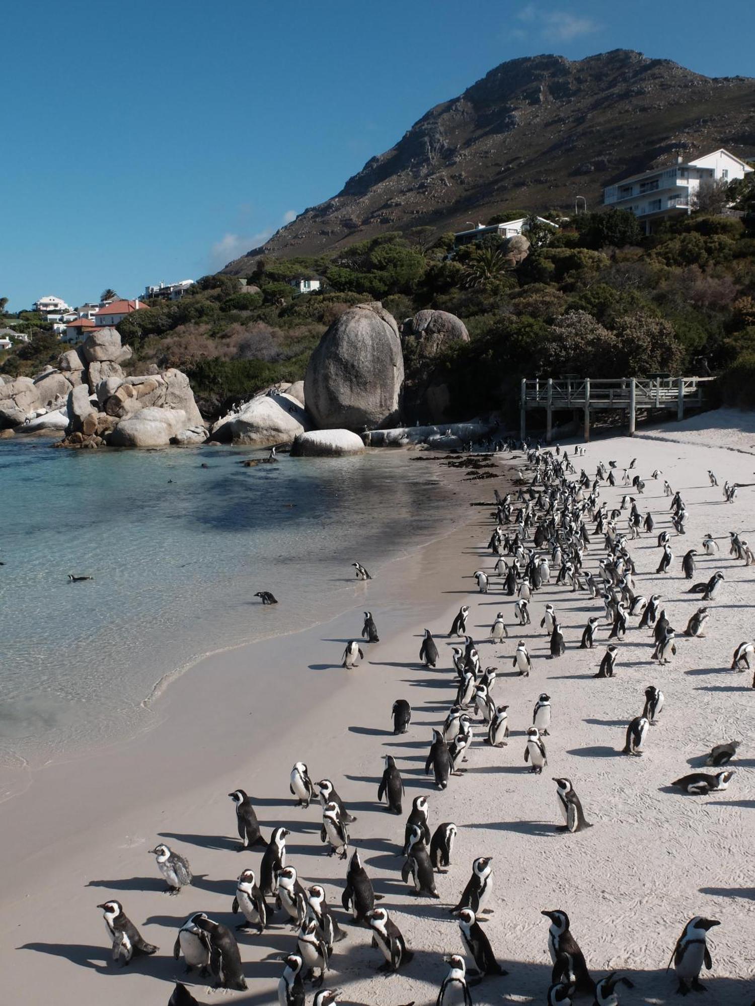 Penguin Haven . Luxury 2 Bedroom, Boulders Beach. Kapstaden Exteriör bild
